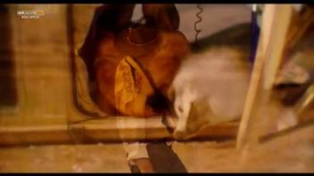 Lady Gaga nude in Machete Kills: A wild scene